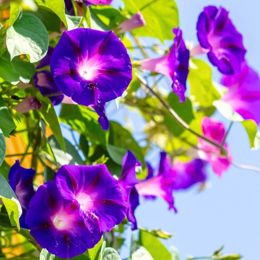 Ipomoea Seeds - Flower Plant for Home Gardens