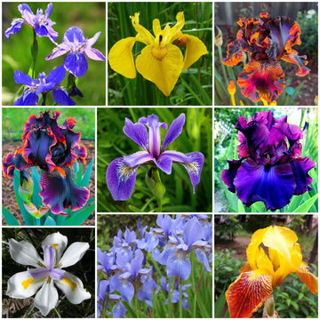 Iris Seeds - All In One For Home Gardens