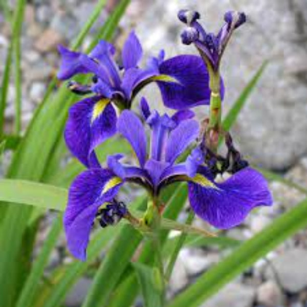 Iris germanica Seeds – Blue