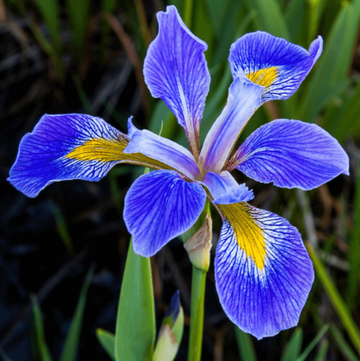 Iris germanica Seeds – Blue