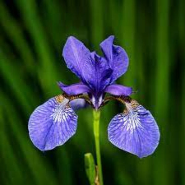 Iris germanica Seeds – Blue