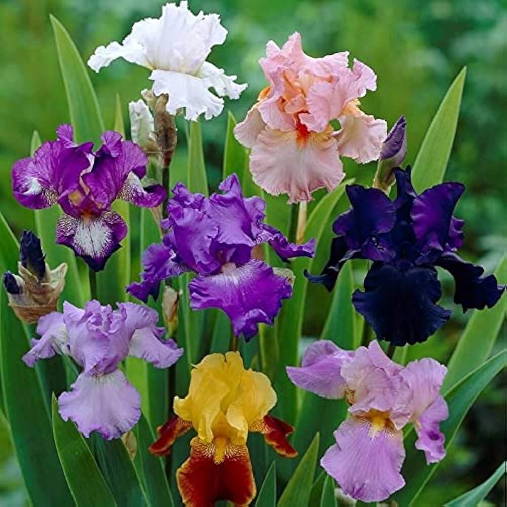 Iris germanica Seeds – Mixed Bearded