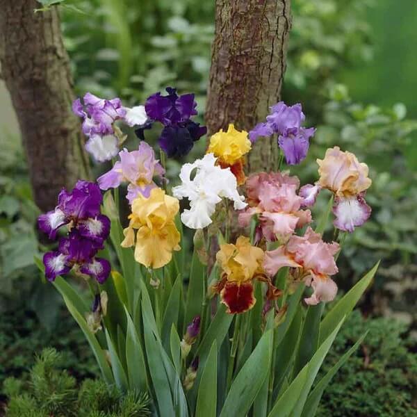 Iris germanica Seeds – Mixed Bearded