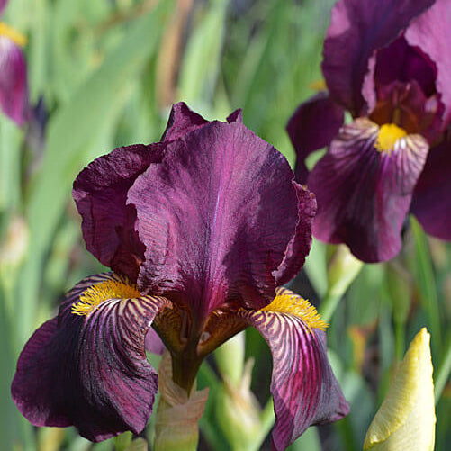 Iris germanica Seeds – Orchid