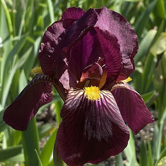 Iris germanica Seeds – Orchid