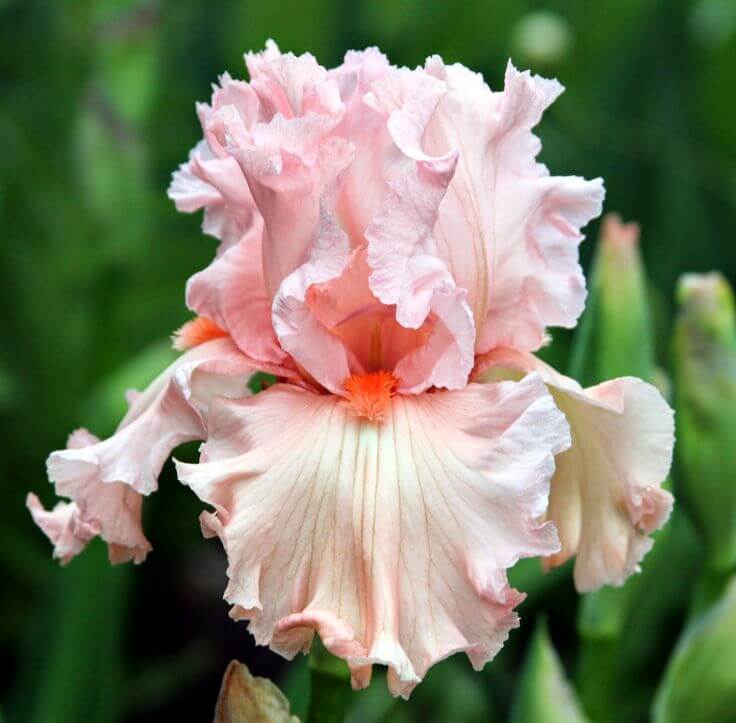 Iris germanica Seeds – Pink