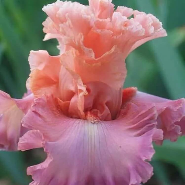 Iris germanica Seeds – Pink