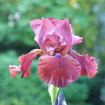 Iris germanica Seeds – Red
