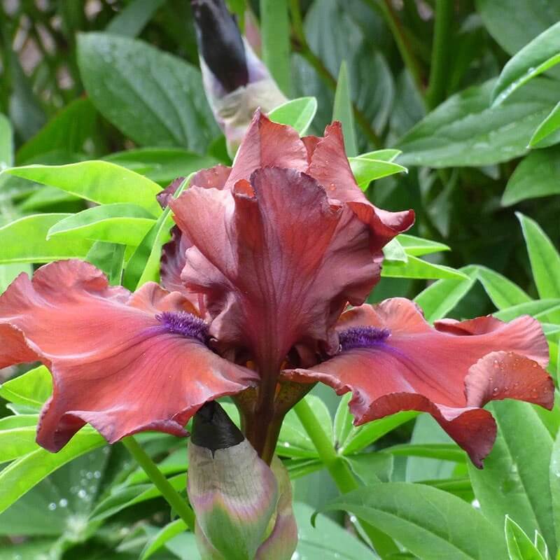 Iris germanica Seeds – Red