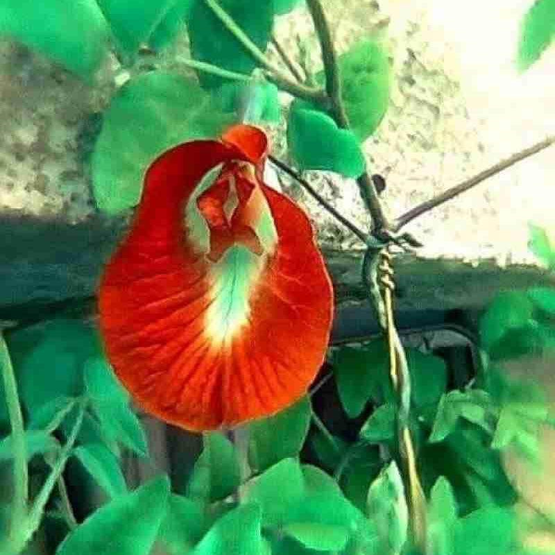 Iris germanica Seeds – Schmetterlingsiris