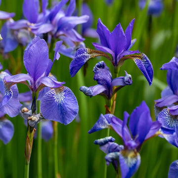 Iris germanica Seeds – Blue