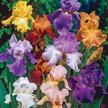 Iris germanica Seeds – Mixed Bearded