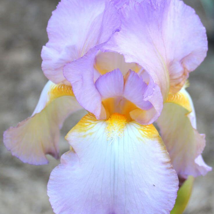 Iris germanica Seeds – Orchid