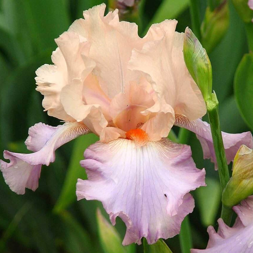 Iris germanica Seeds – Pink