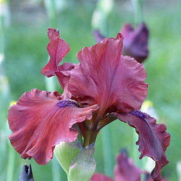 Iris germanica Seeds – Red