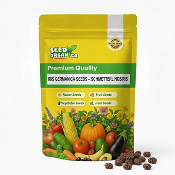 Iris germanica Seeds – Schmetterlingsiris