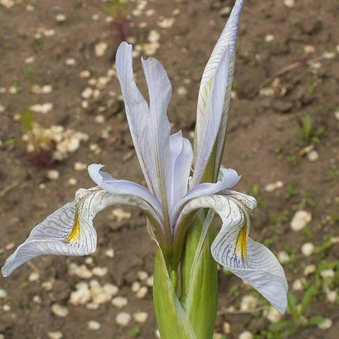 Iris spp. Seeds – Mixed