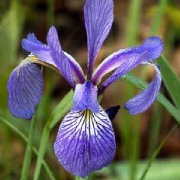 Iris spp. Seeds – Mixed