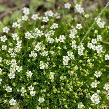 Irish Moss Seeds 