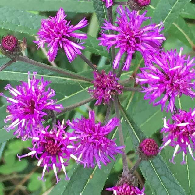 Ironweed Seeds - Flower Plant for Home Gardens
