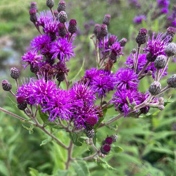 Ironweed Seeds - Flower Plant for Home Gardens