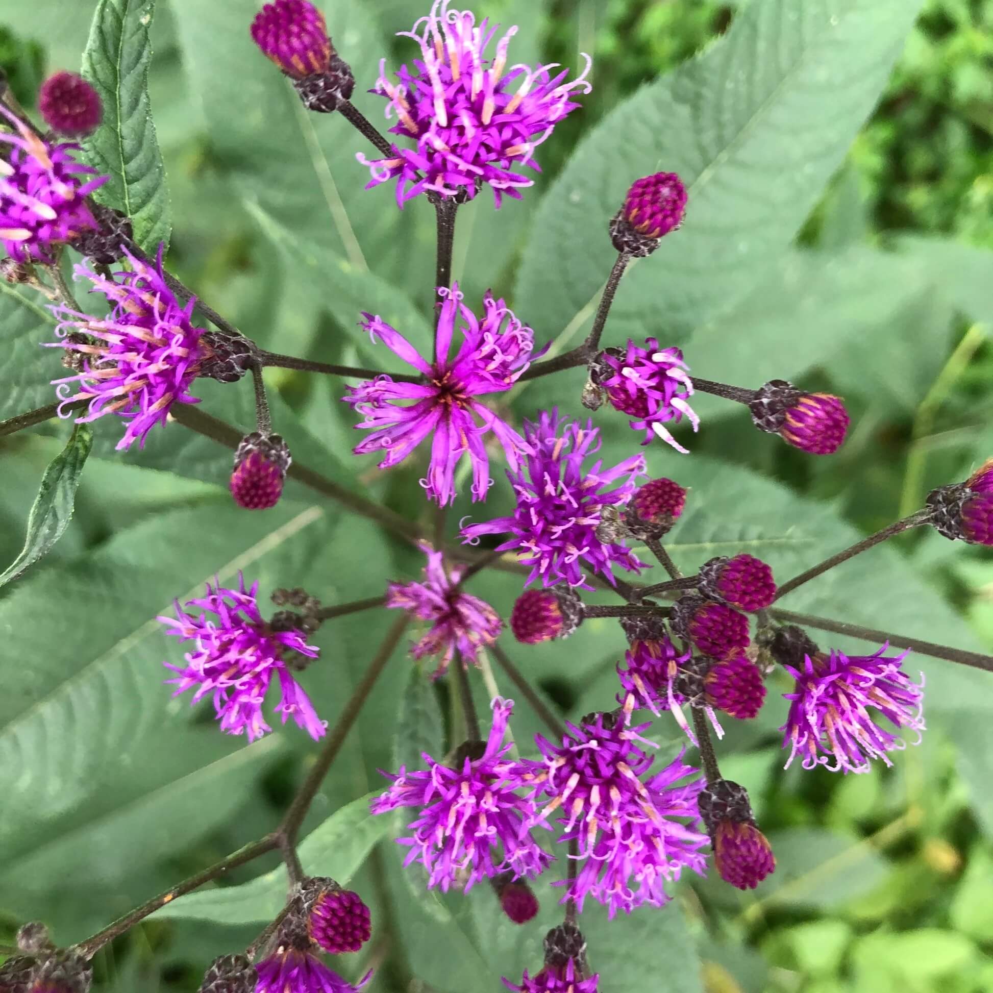Ironweed Seeds - Flower Plant for Home Gardens