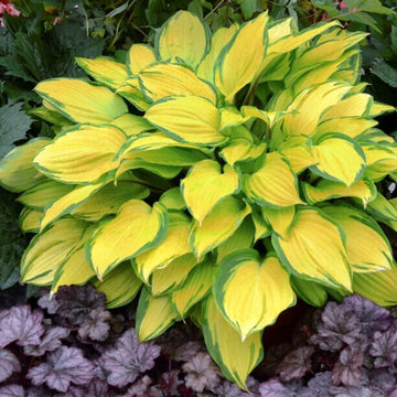Hosta Seeds –  Yellow Gold