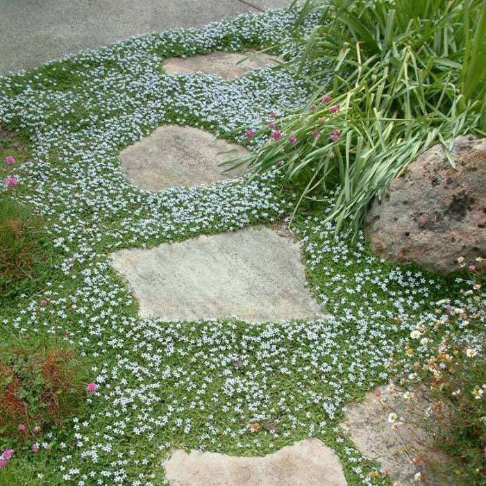 Isotoma Seeds