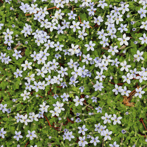 Isotoma Seeds
