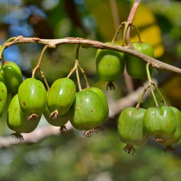 Issai Kiwi Seeds 