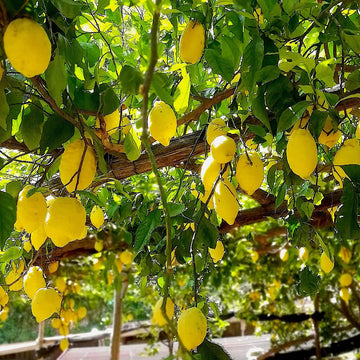 Italian Amalfi Lemon Seeds - Fruit Plant
