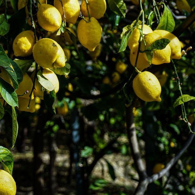 Italian Amalfi Lemon Seeds - Fruit Plant