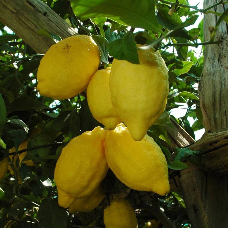 Italian Amalfi Lemon Seeds - Fruit Plant
