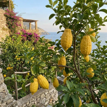 Italian Amalfi Lemon Seeds - Fruit Plant