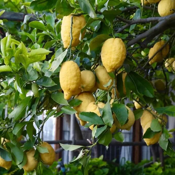 Italian Amalfi Lemon Seeds - Fruit Plant