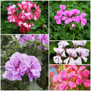 Ivy Geranium Seeds - All In One For Home Gardens