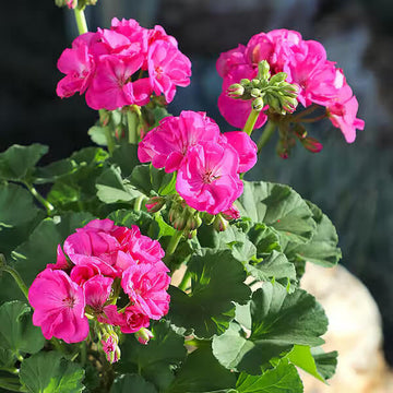 Ivy Geranium Seeds - All In One For Home Gardens