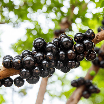 Jabuticaba Seeds - Fruit Plant for Home Gardens