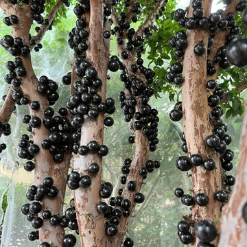 Jabuticaba Seeds - Fruit Plant for Home Gardens