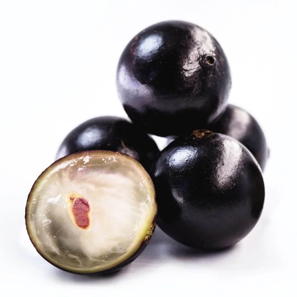 Jabuticaba Seeds - Fruit Plant for Home Gardens