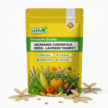 Jacaranda Cuspidifolia Seeds – Lavender Trumpet