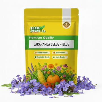 Jacaranda Seeds – Blue