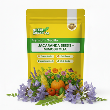 Jacaranda Seeds – Mimosifolia