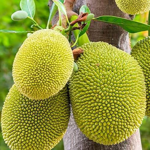 Jackfruit Seeds – Massive