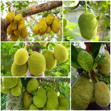 Jackfruit Seeds - All In One For Home Gardens