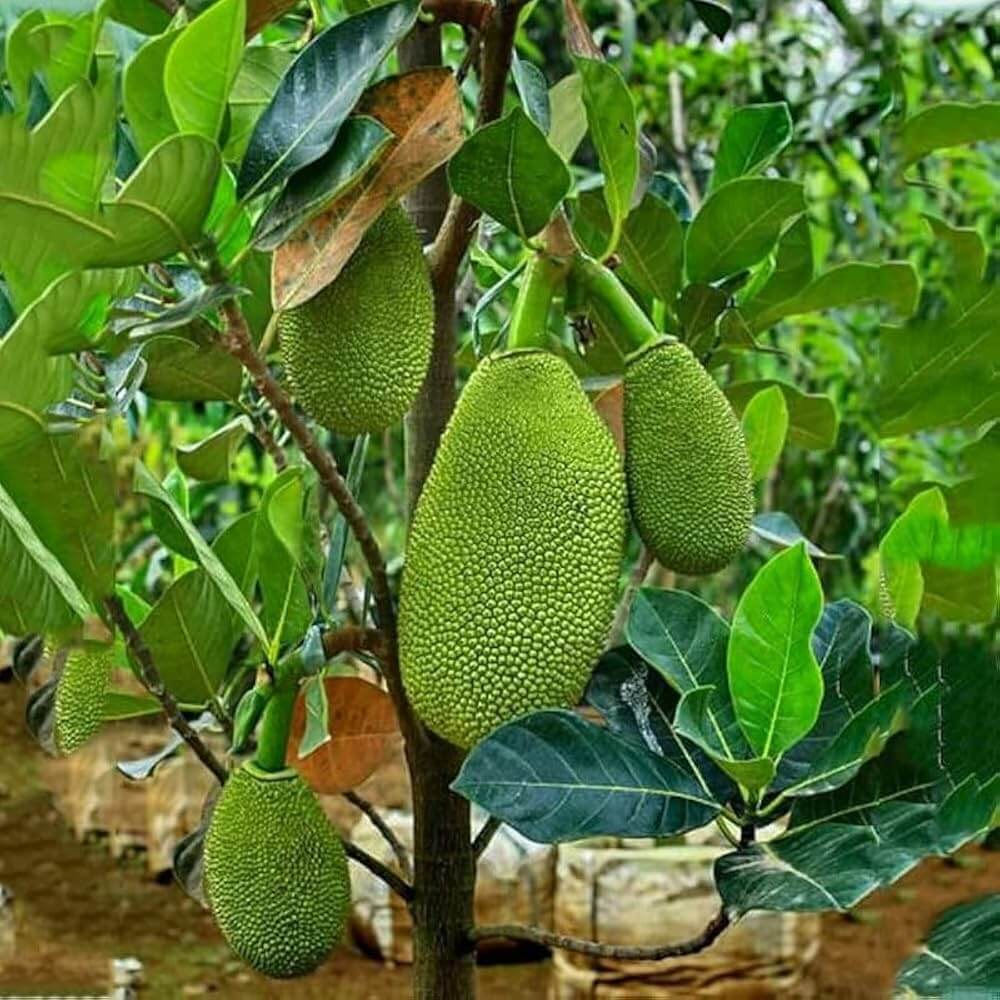 Jackfruit Seeds - All In One For Home Gardens