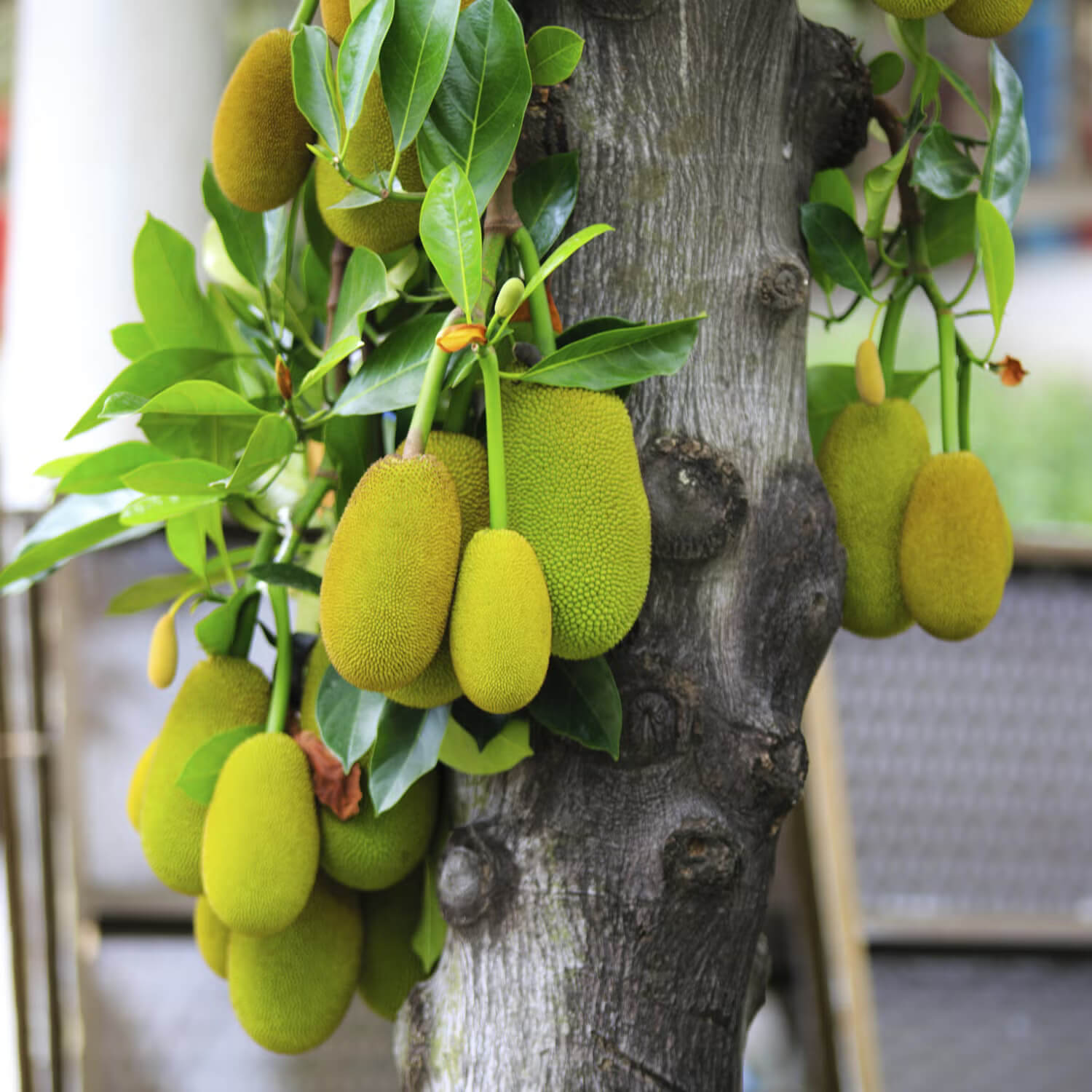 Jackfruit Seeds - All In One For Home Gardens