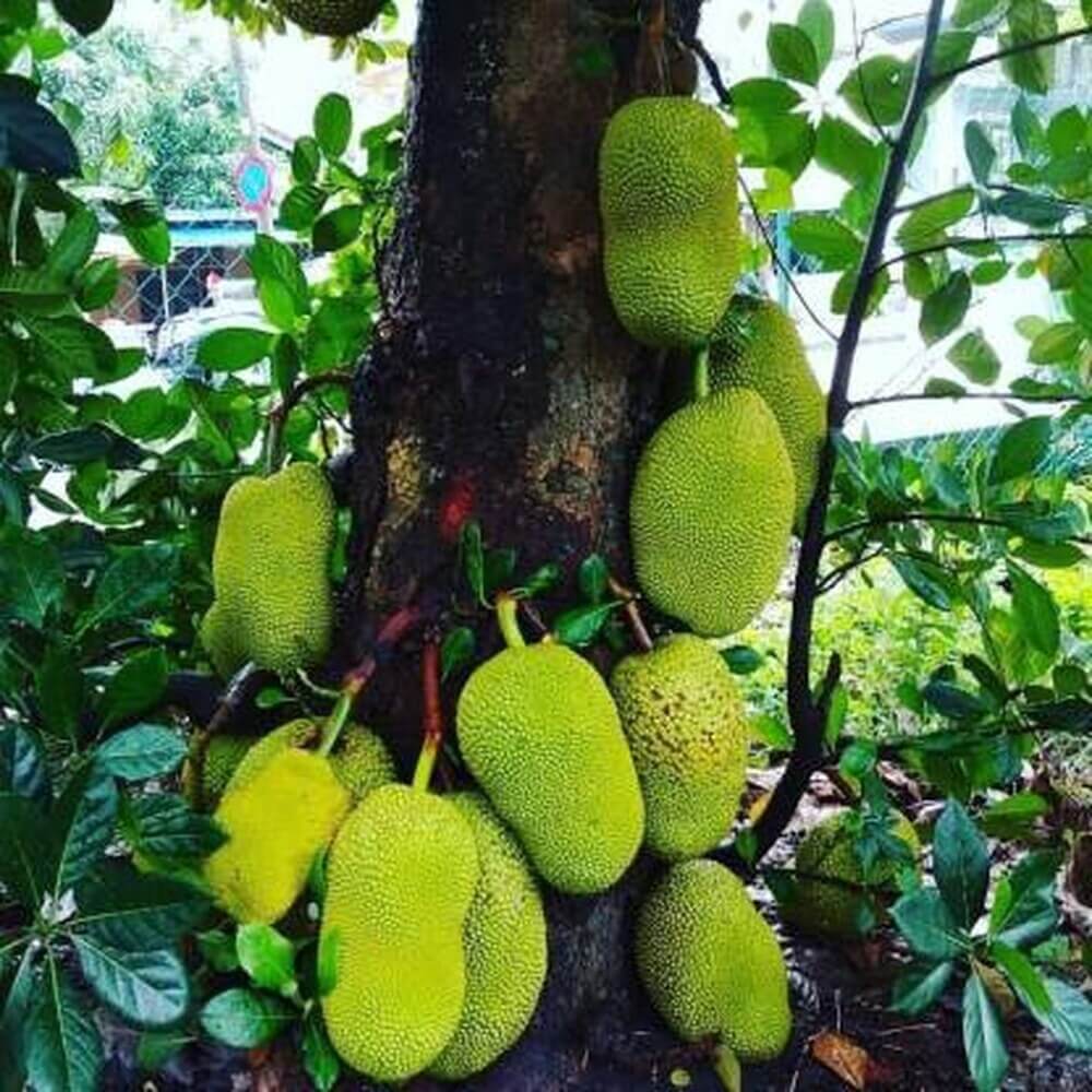 Jackfruit Seeds - All In One For Home Gardens