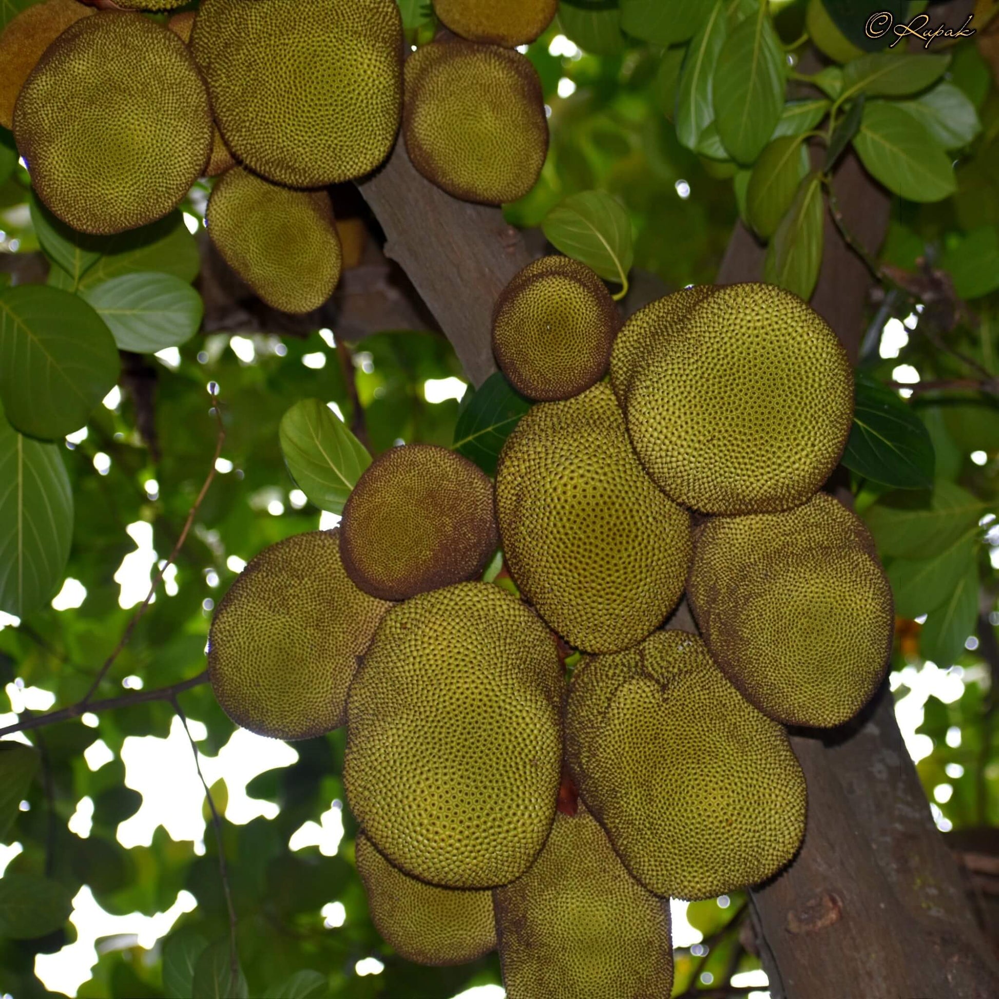 Jackfruit Seeds - All In One For Home Gardens