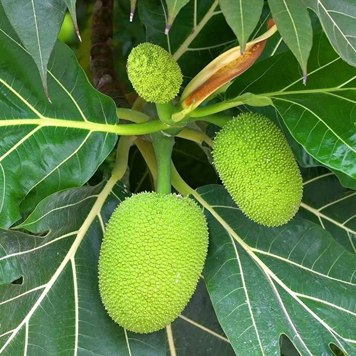 Jackfruit Seeds - All In One For Home Gardens